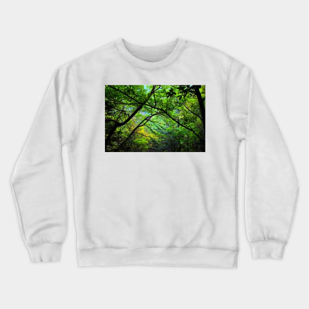 Scenery from Eremo di Soffiano near Sarnano in the Sibillini Mountains with trees, foliage, trunks Crewneck Sweatshirt by KristinaDrozd